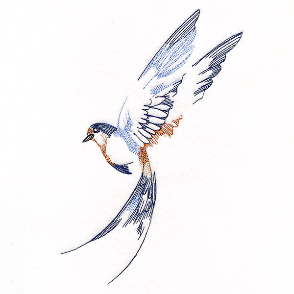 Contours of Beauty Swallow