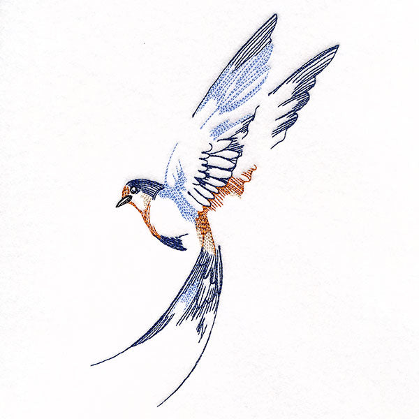 Contours of Beauty Swallow