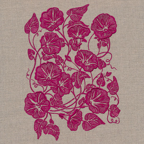 Morning Glory Feature