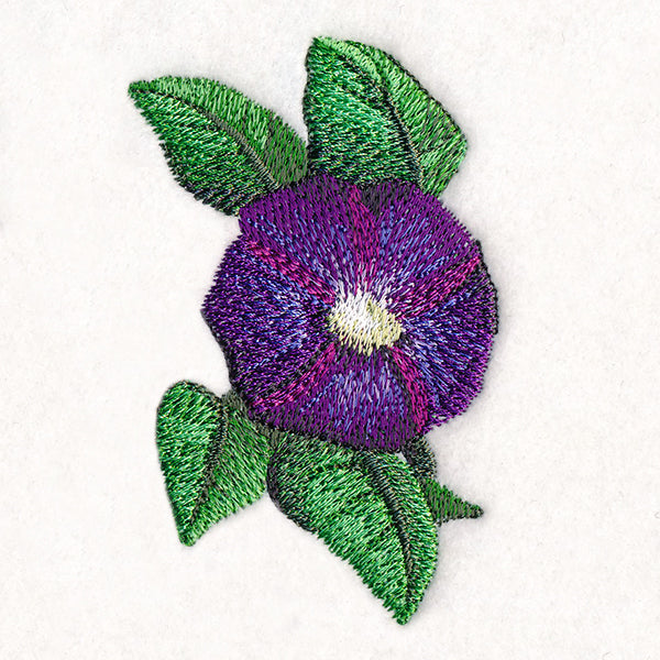 Lively Morning Glory