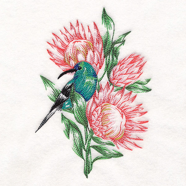 Contours of Beauty Protea and Malachite Sunbird