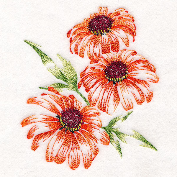 Contours of Beauty Coneflowers