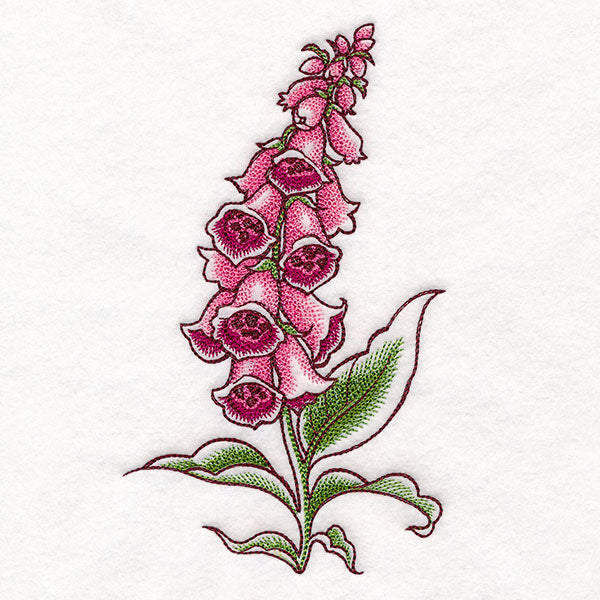Foxglove in Bloom