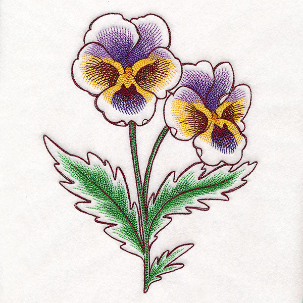 Pansy in Bloom