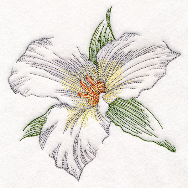 Contours of Beauty Trillium