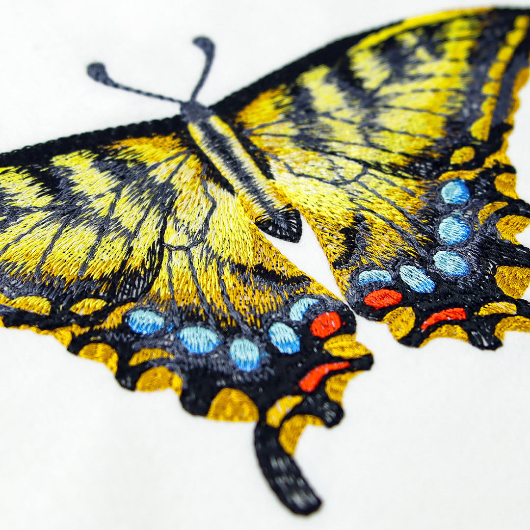Swallowtail Specimen