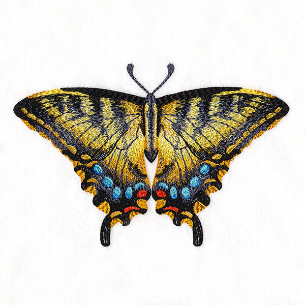 Swallowtail Specimen