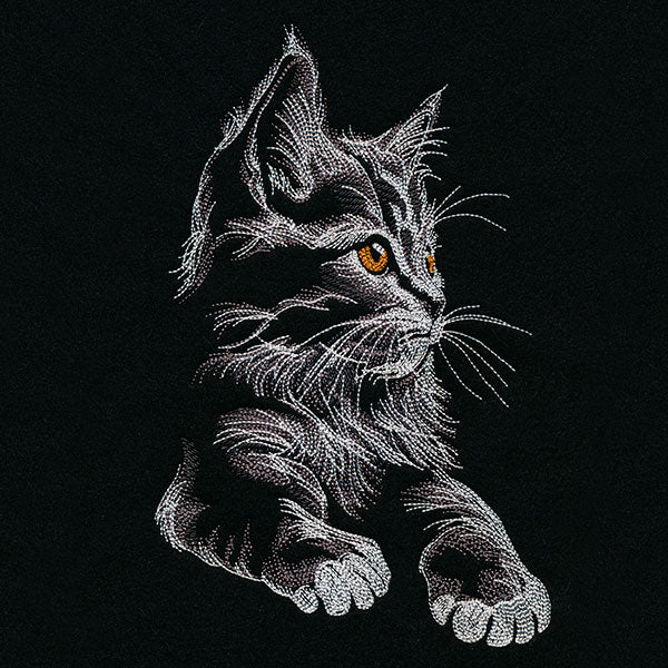 Majestic Gaze Kitten