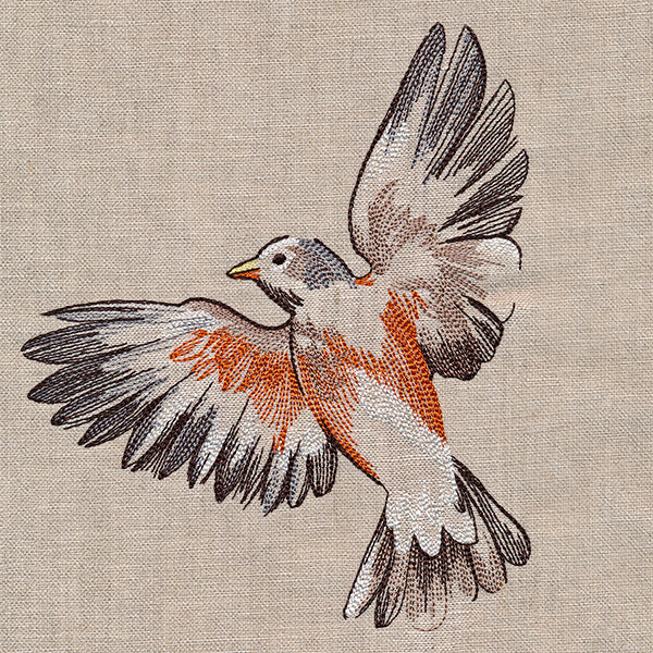 Contours of Beauty Robin