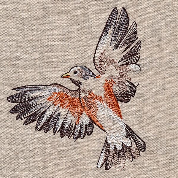 Contours of Beauty Robin