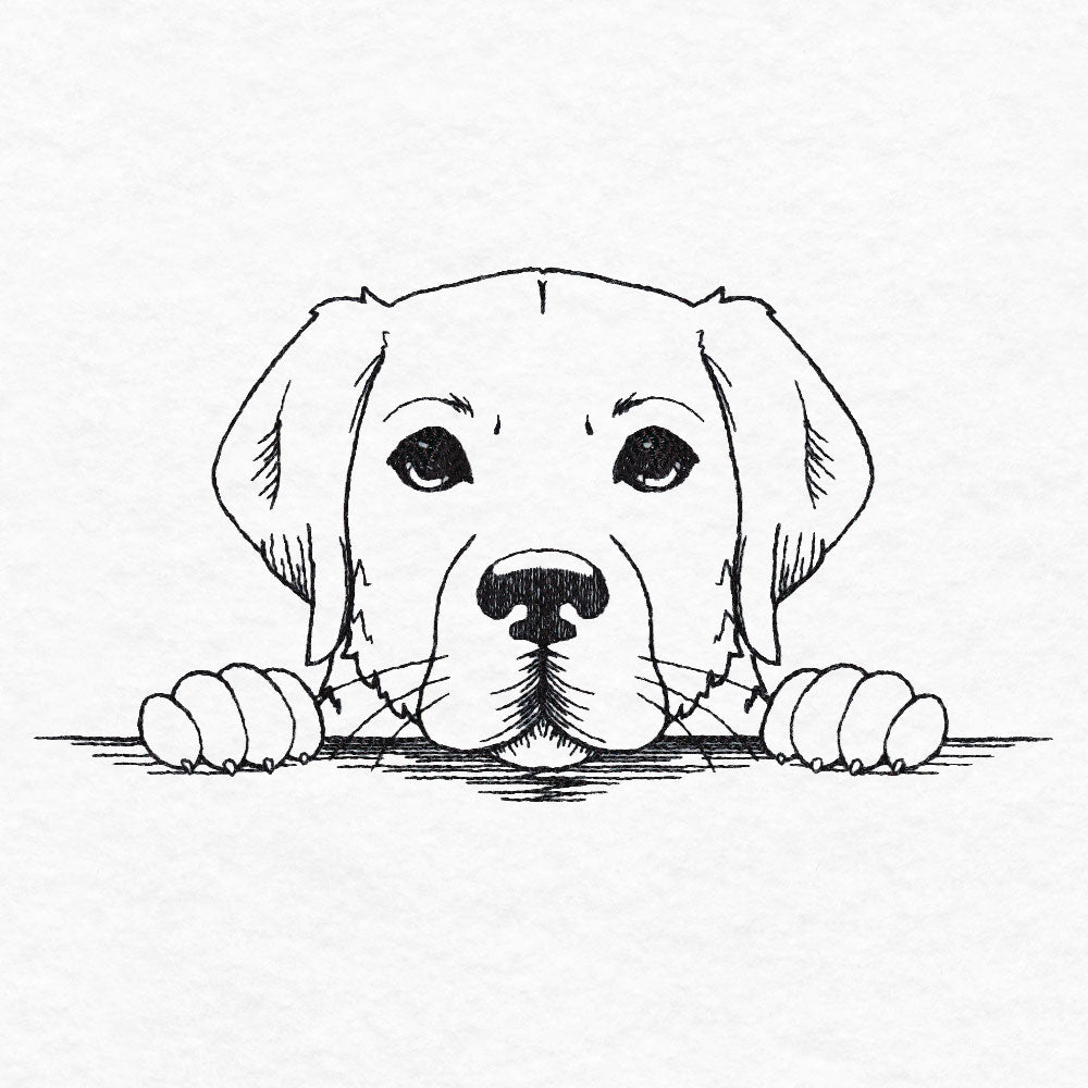 Peeking Labrador Retriever Sketch