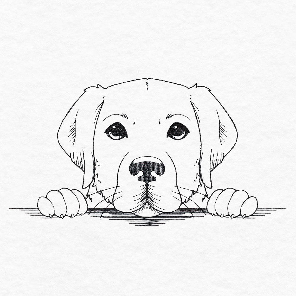Peeking Labrador Retriever Sketch