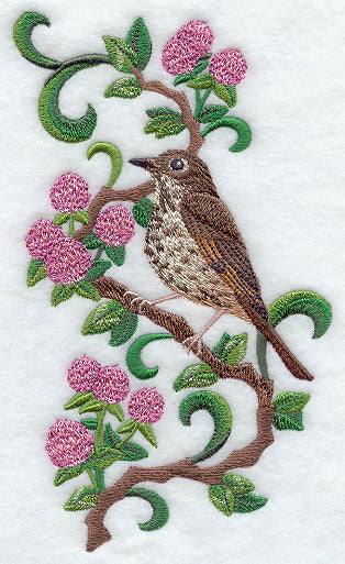 Vermont Hermit Thrush and Red Clover Medley