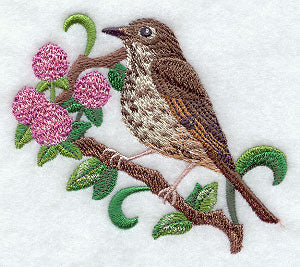 Vermont Hermit Thrush and Red Clover Medley