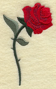 Sleeping Beauty Rose