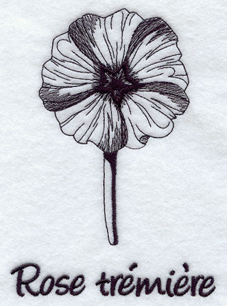 Hollyhock - Rose Tremiere