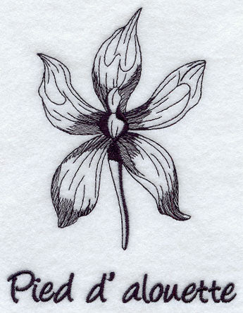 Larkspur - Pied d' Alouette