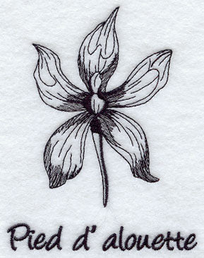 Larkspur - Pied d' Alouette