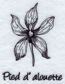 Larkspur - Pied d' Alouette