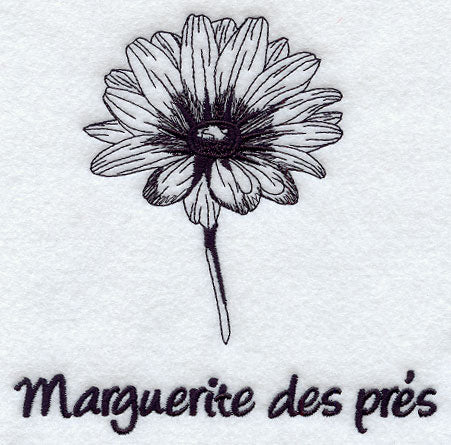 Wild Daisy - Marguerite des Pres
