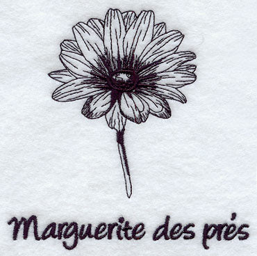 Wild Daisy - Marguerite des Pres