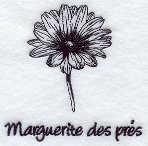 Wild Daisy - Marguerite des Pres