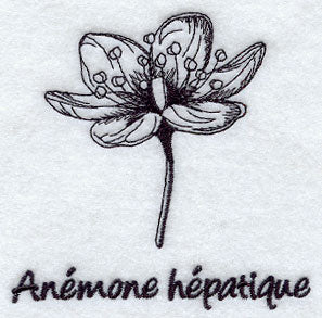 Hepatica - Anemone Hepatique