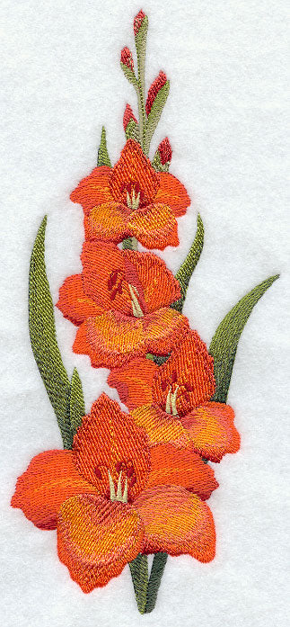 Gladiolus