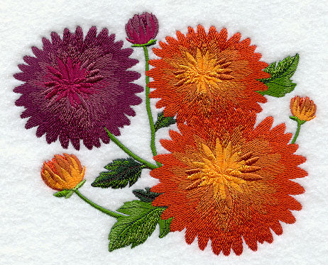Chrysanthemums in Bloom