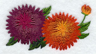 Chrysanthemum Border