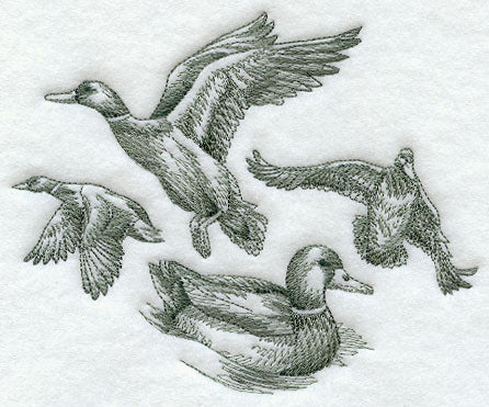 Mallard Sketch