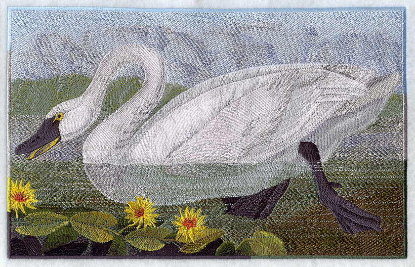 Tundra Swan