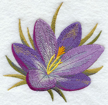 Crocus in Watercolor