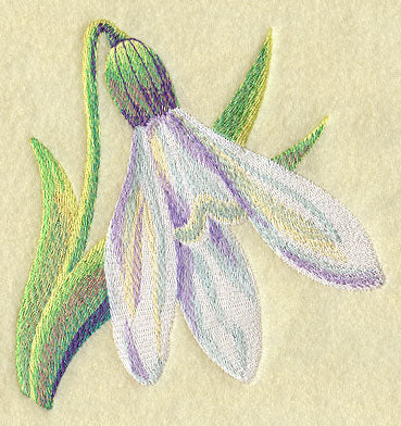 Snowdrop in Watercolor