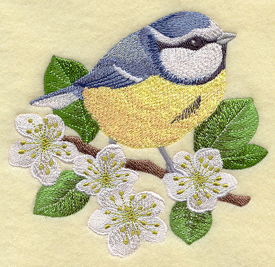 Blue Tit on Blackthorn Branch