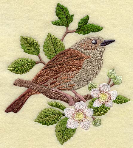 Dunnock on Blackberry Branch