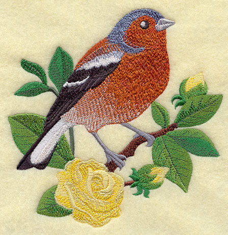 Chaffinch and English Tea Rose