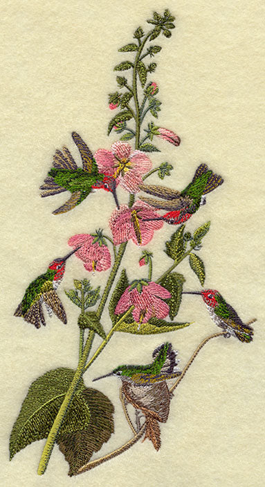 Anna's Hummingbird