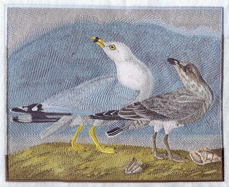 Ring-billed Seagulls