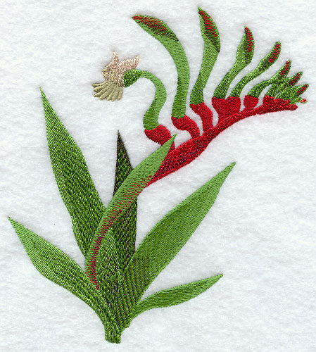 Kangaroo Paw