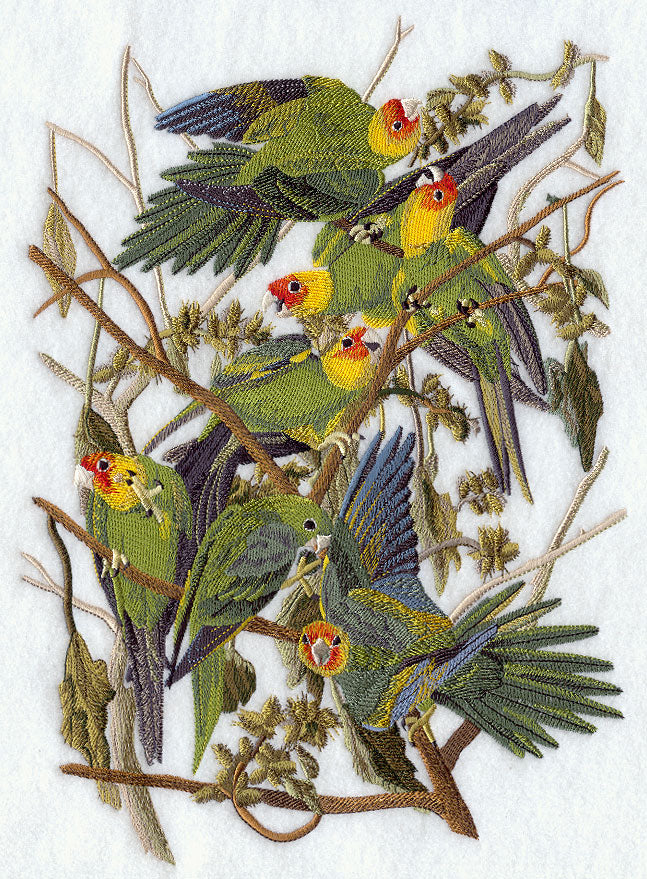 Carolina Parakeet