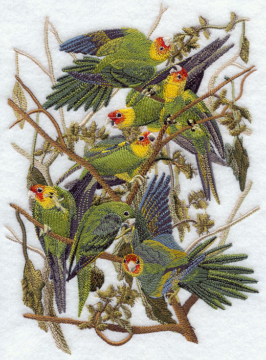Carolina Parakeet