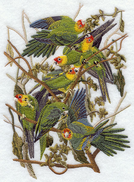 Carolina Parakeet