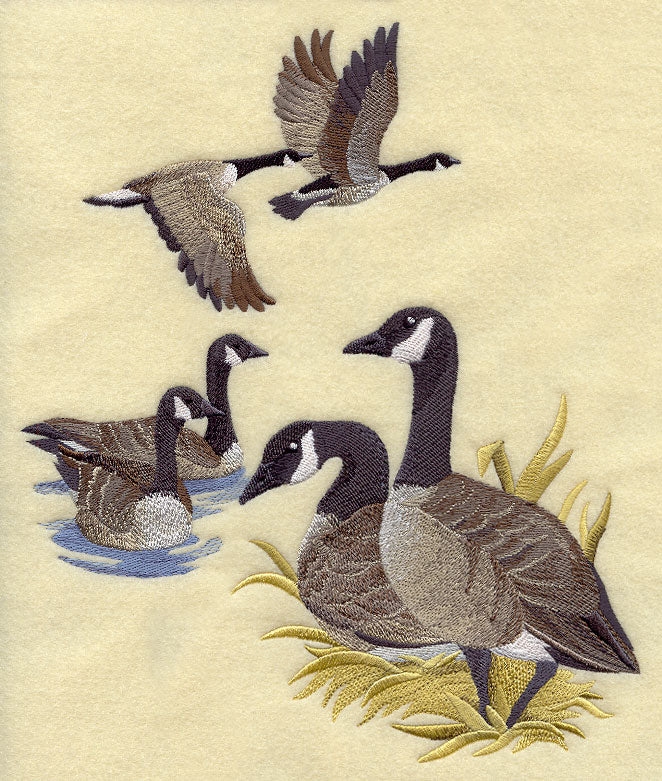 Canada Goose Collage