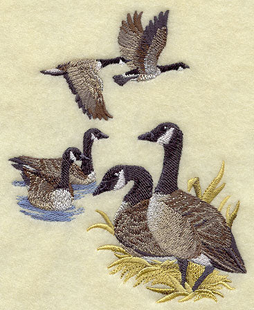 Canada Goose Collage