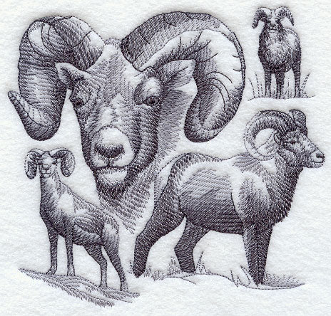 Bighorn Sheep Sketch