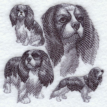 Cavalier King Charles Spaniel Sketch