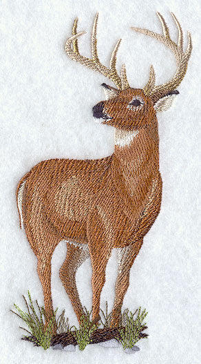 Woodland Deer 2