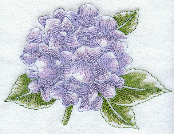 Hydrangea Beauty