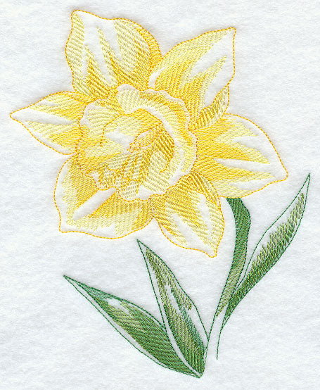Daffodil Beauty